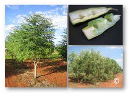 1353405128moringa farm1