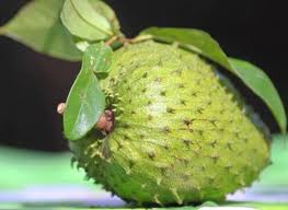 1372829552soursop