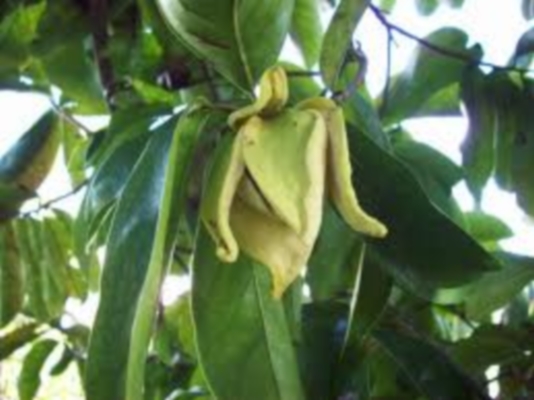 1372829863hoa soursop