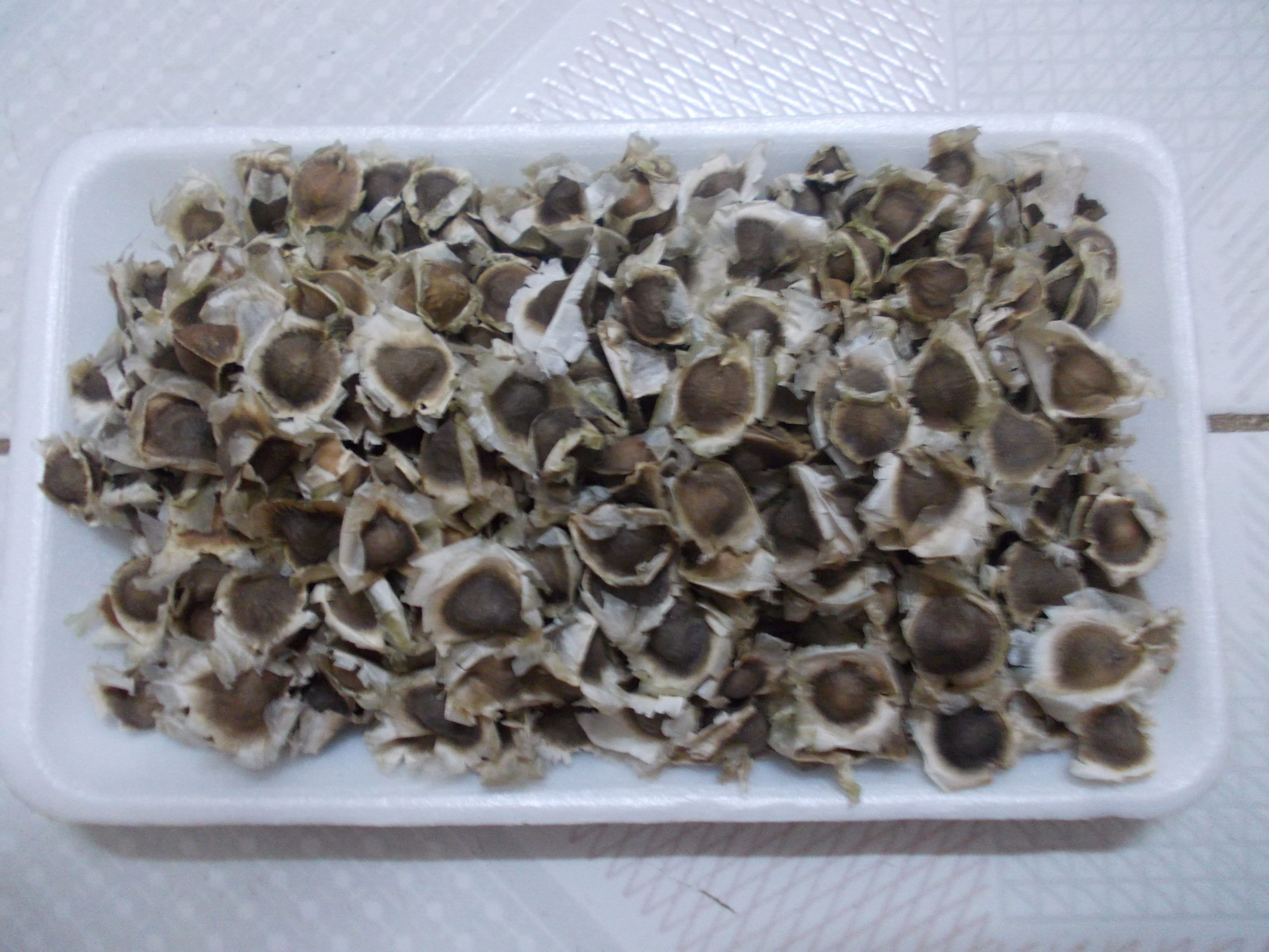 1431059612mori seed scaled