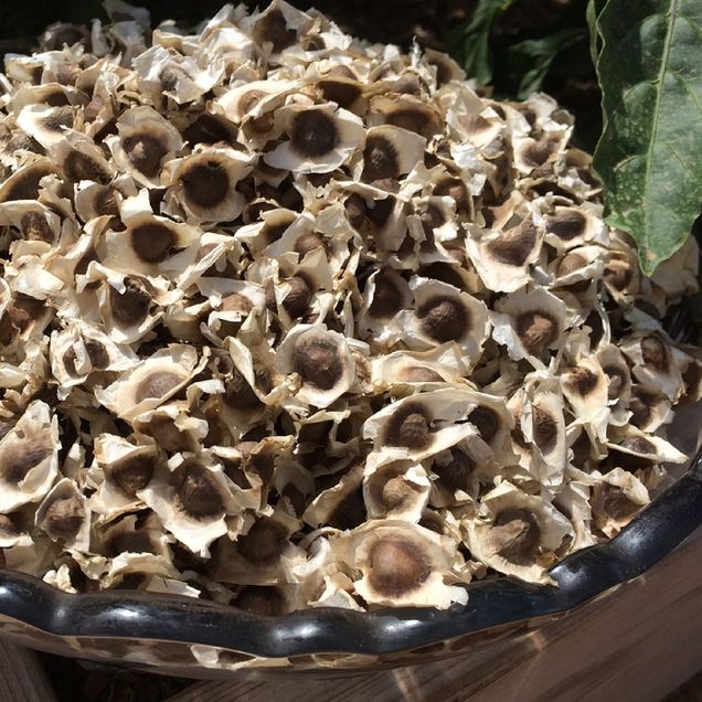 Bowl of Moringa Seeds2