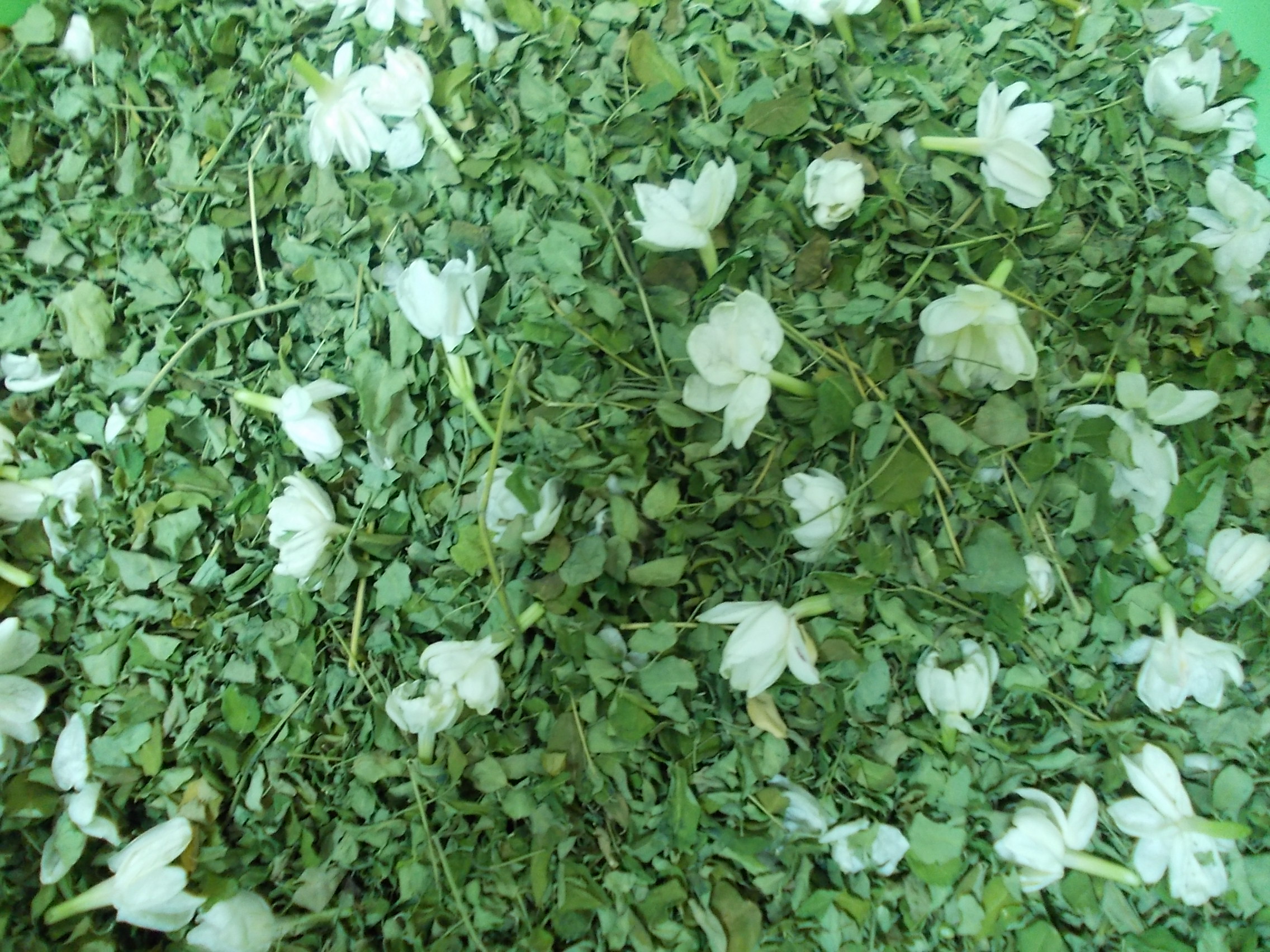 Moringa jamine