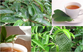 SOURSOP TEA 1