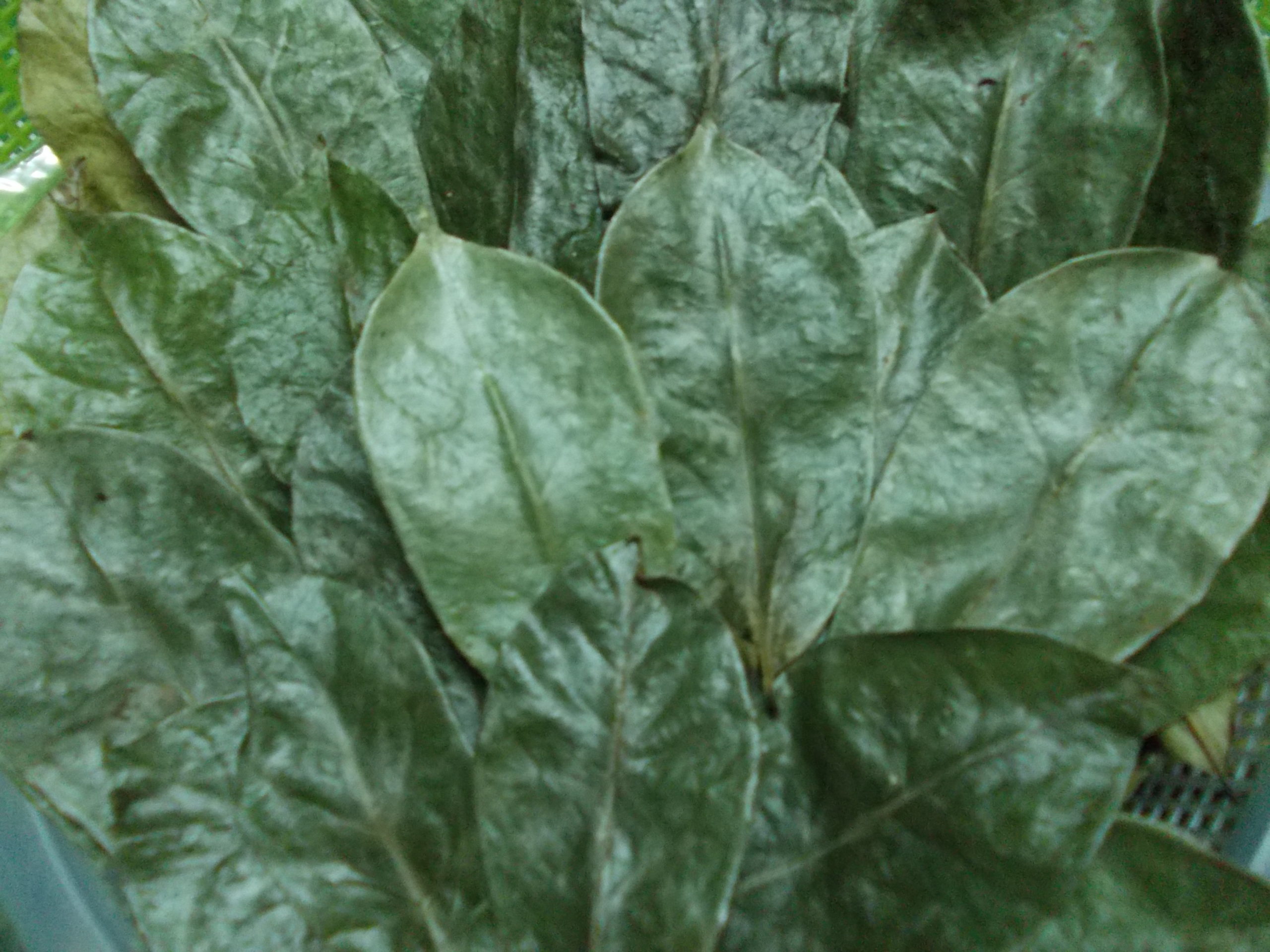 Soursop leaf dry scaled