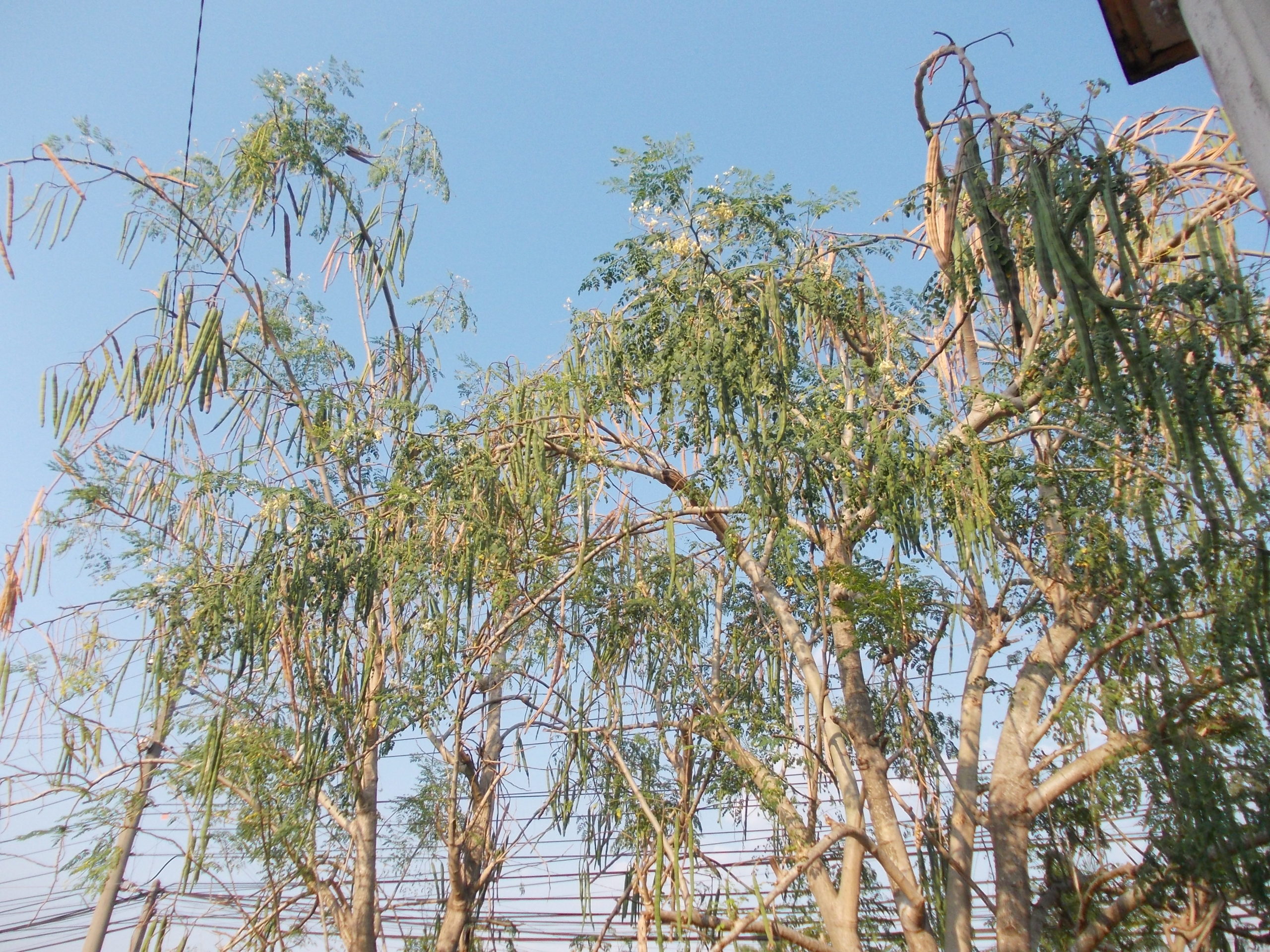 cach thu moringa seed 1 scaled