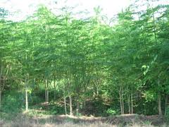 moringa farm