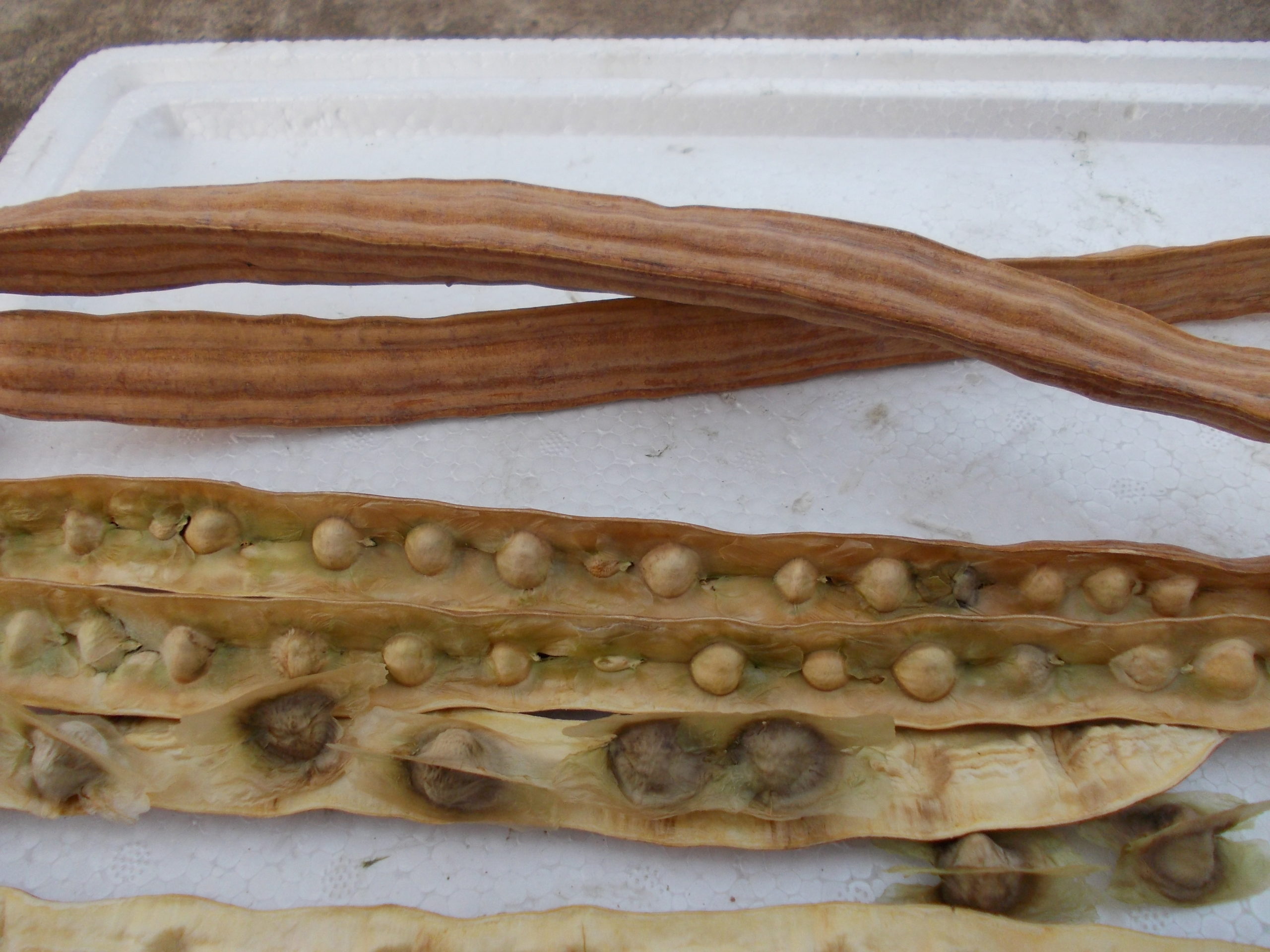 moringa seed 1 1 scaled