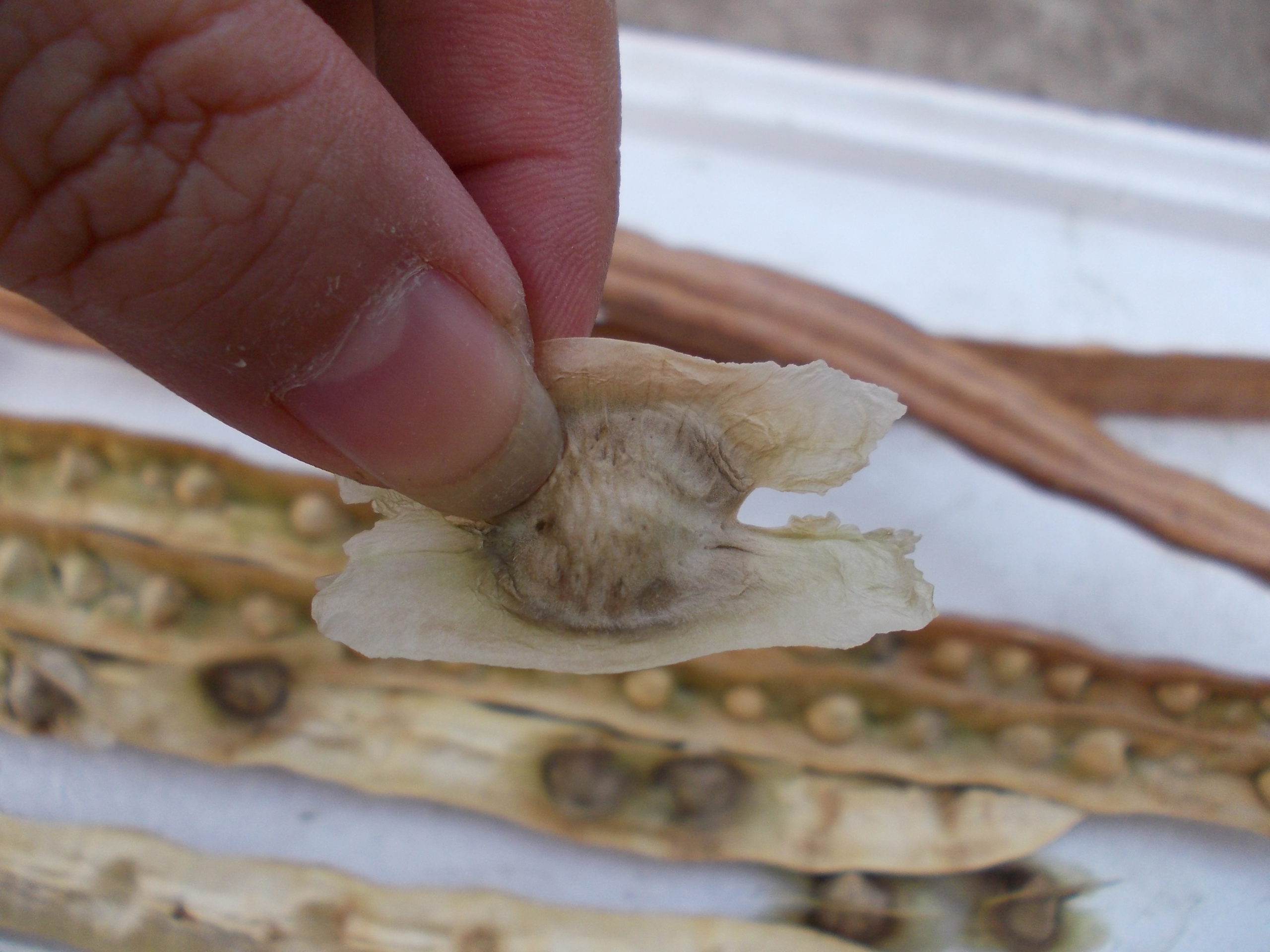 moringa seed 1 2 scaled