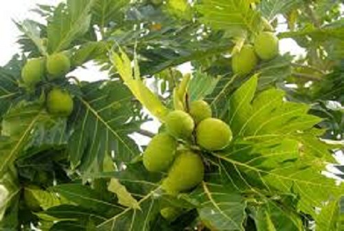 Lá sa kê trị gút cực kì hiệu nghiệm 2 sake tuoi
