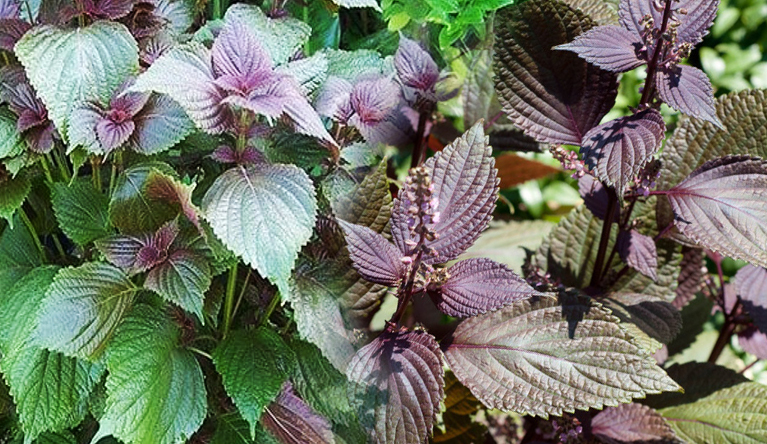 cong dung cach dung cay tia to chua benh va hinh anh cay tia to